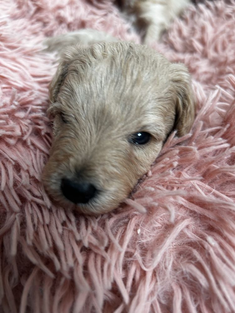 Maltipoo uroczy piesek do rezerwacji