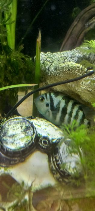 ciclídeo polar azul papagaio,