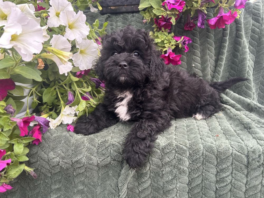 Shihpoo piesek gotowy do odbioru