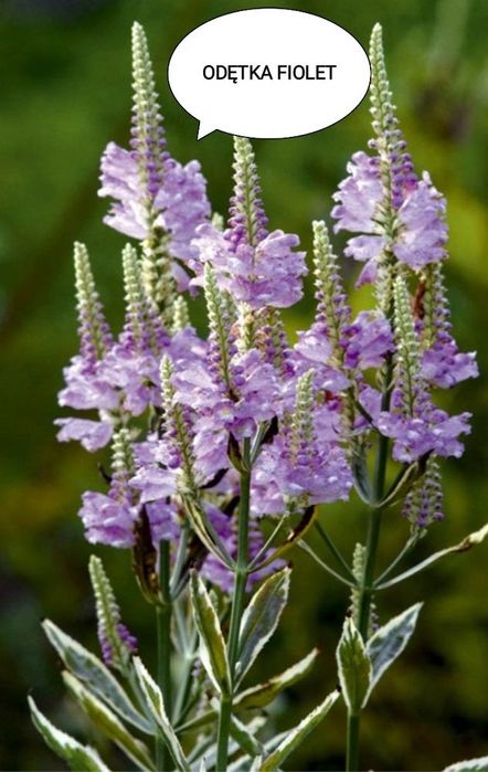 Kwiaty wieloletnie i zimujące