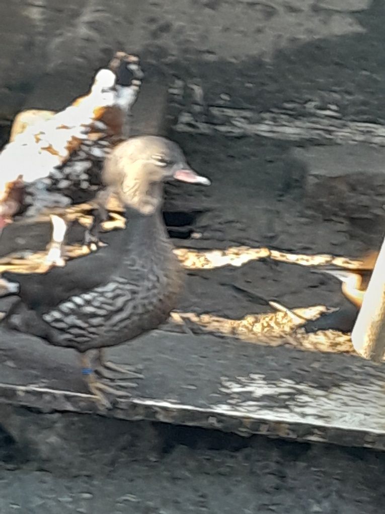 Patos mandarins, carolinos, reng teal