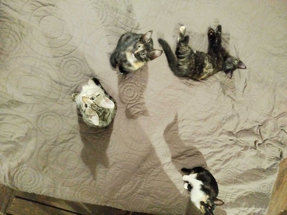 Круті котики для гарних людей
