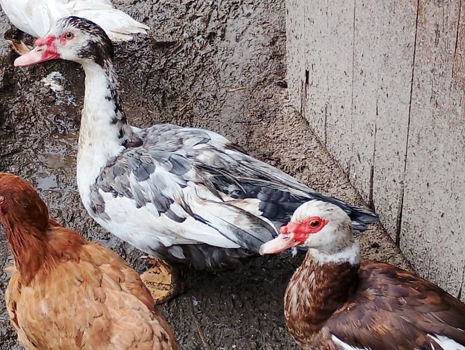 Sprzedam Kaczora do dalszego chowu