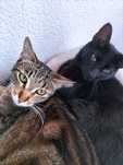 Gatinhos para adoção responsável