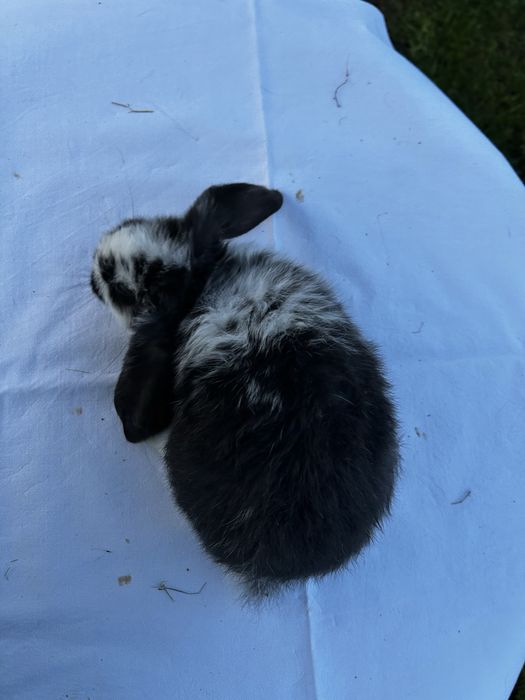 Króliki młode barany francuzkie