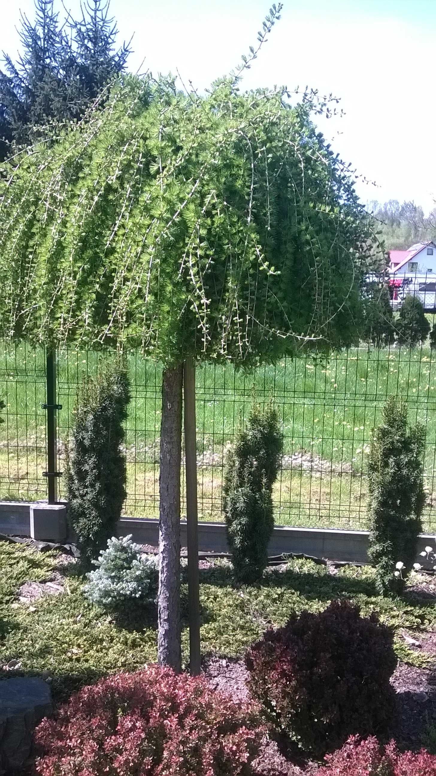 Modrzew płaczący Pendula szczepiony NA PNIU wys. 220 cm duży, piękny