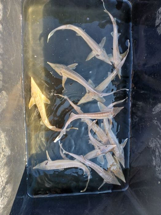 Sandacz 25cm+ i większe . Miętus, Jesiotr .