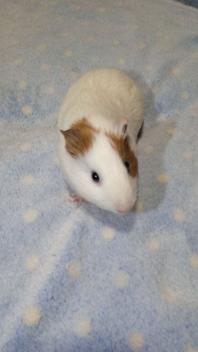 На продаж чудова морська свинка