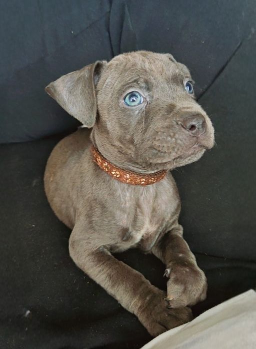 Amstaff Chłopiec Gotowy na zmianę domu ‼️