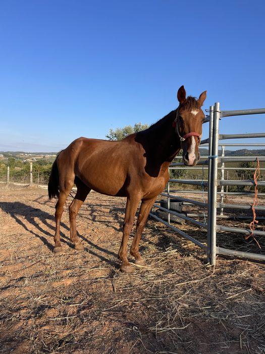 Poldra alazã super docil com 3 anos
