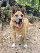 Seniorek Gucio poleca się do adopcji- psi anioł czeka w Tomarynach