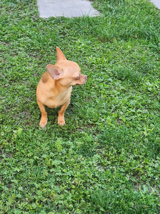 Chihuahua lzabelowaty *OLAF*