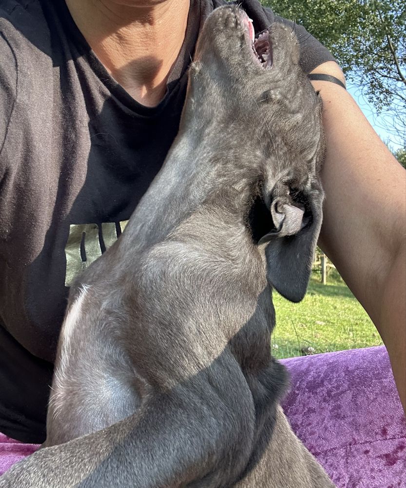Cane corso do odbioru suczka niebieska pochodzenie FCI