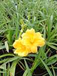 Liliowce Stella de Oro