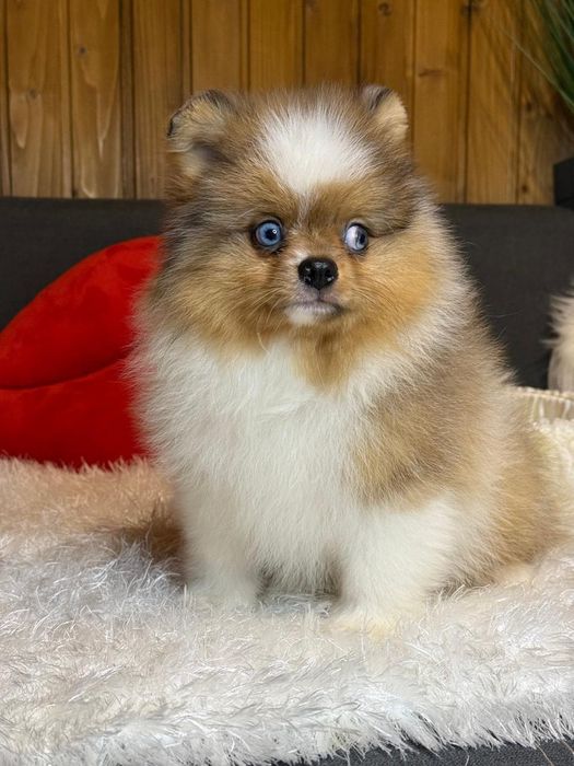 Комочек счастья Померанский шпиц.
