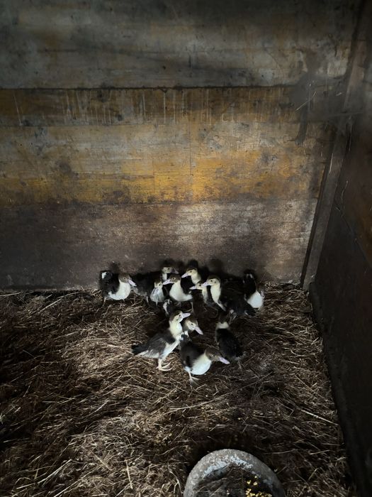 Patos mudos varias idades