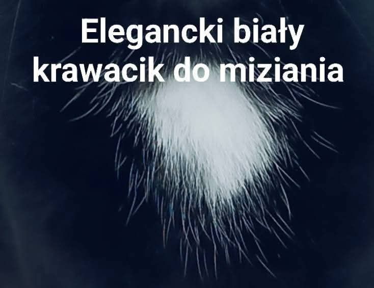 Czarny kotek kocurek