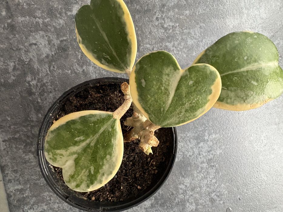 Kerrii hoya hoja