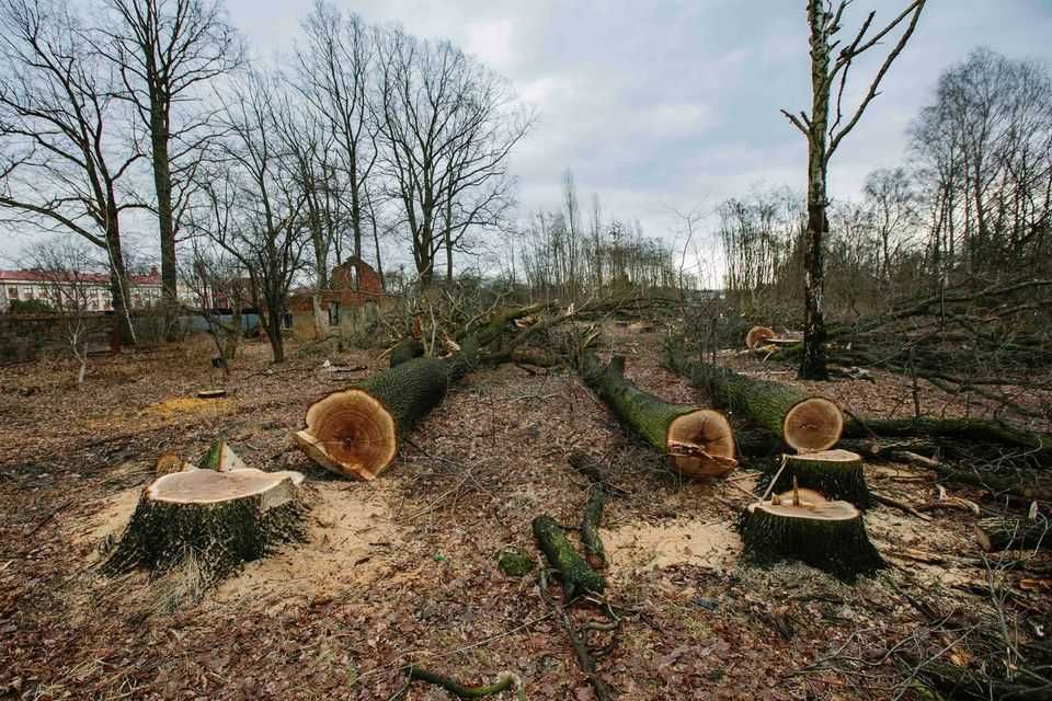 Wycinka / Czyszczenie działek / Mulczowanie / Mulczer / FORESTAL