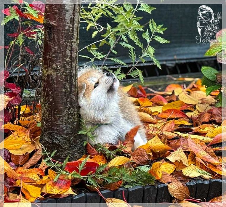 AKITA czerwony szczeniak ZKwP + AKIHO