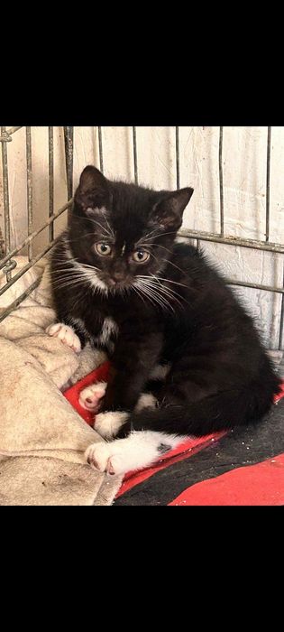 Maleńka koteczka do adopcji