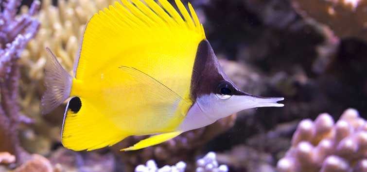 Ryba Forcipiger flavissimus . Akwarium morskie