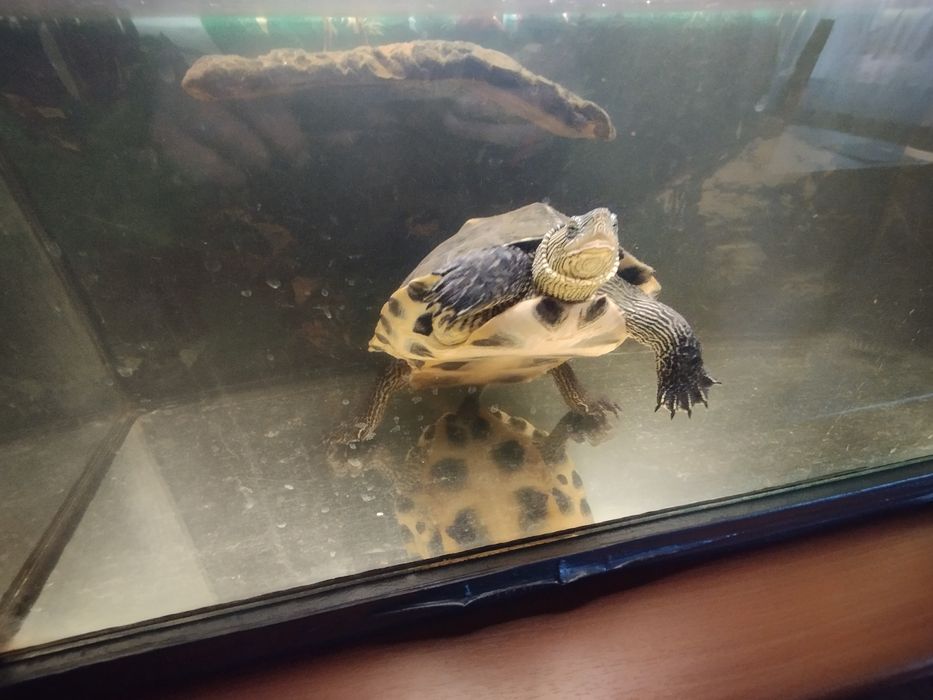 Żółw wodno londowy