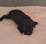 Staffordshire Bull Terrier FCI (ZKwP) staffik SUCZKA