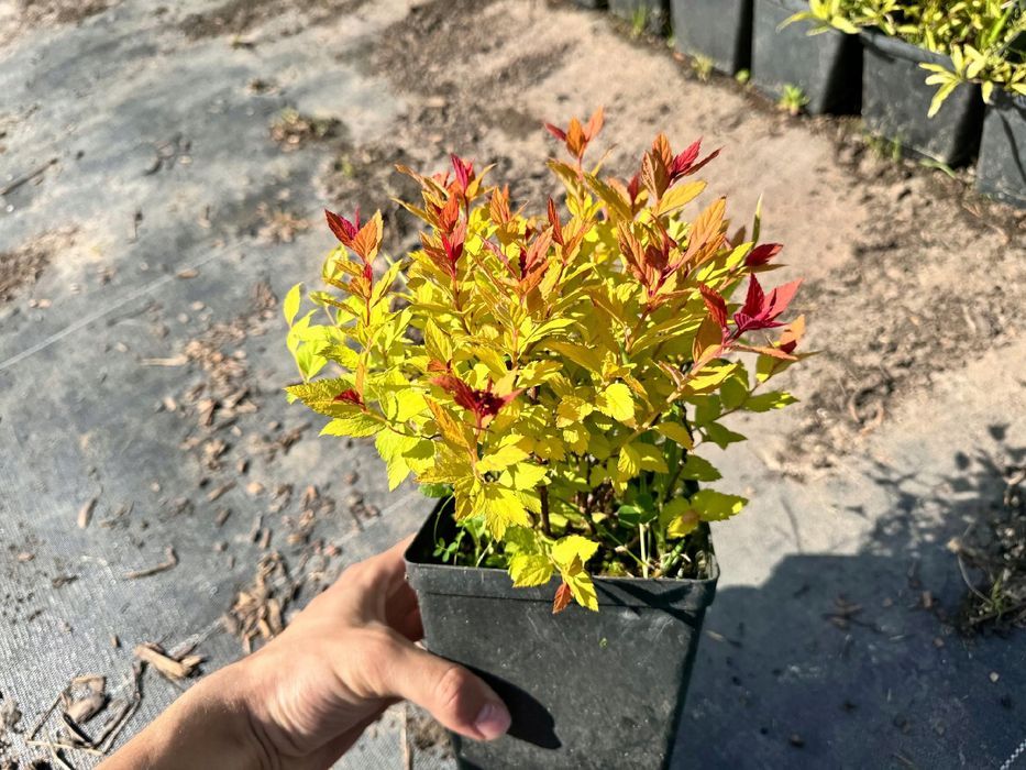 Tawuła japońska 'Magic Carpet' (Spiraea japonica) Doniczka 2.0L