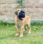 Bullmastiff szczeniak