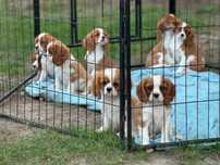 Cavalier King Charles spaniel szczeniak z rodowodem