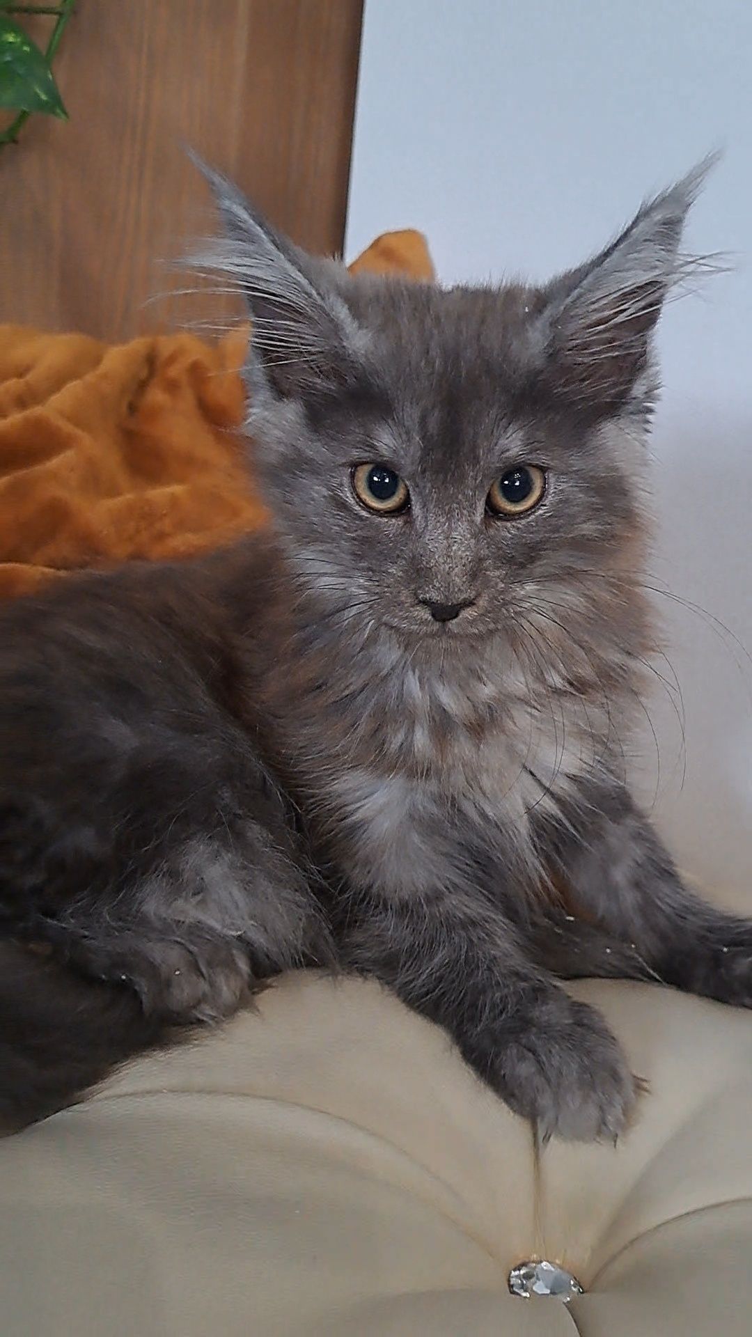 Kotka niebieska srebro MaineCoon