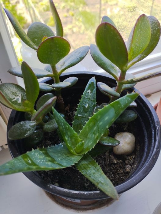 Вазони різні. Гарні