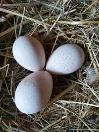 Ovos de perua para incubação