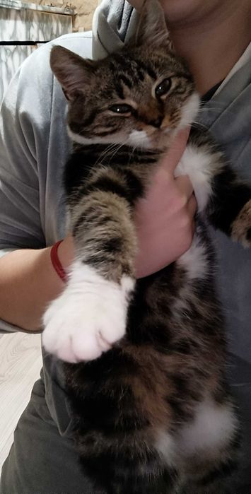 Пухнастий щасливий Котик