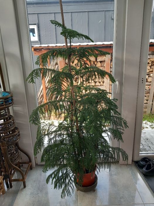 Jodła pokojowa Arankaria wyniosła