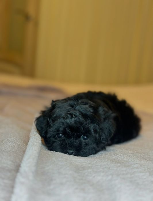 Девочка Мальтипу ф1 беби фейс черного окраса