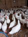 Kury Leghorn Leghorny 22 tyg. WYSYŁKA