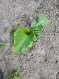 Bananowiec ensente ventricosum green
