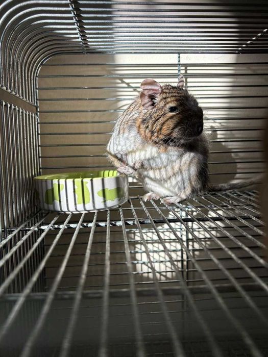 Koszatniczka pospolita. Oddam w kochające i odpowiedzialne ręce.