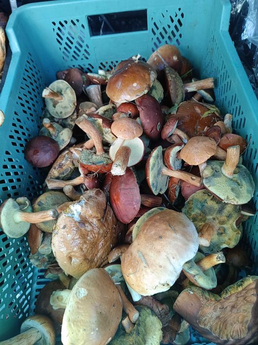 Świeże prawdziwki i podgrzybki z dowozem Warszawa