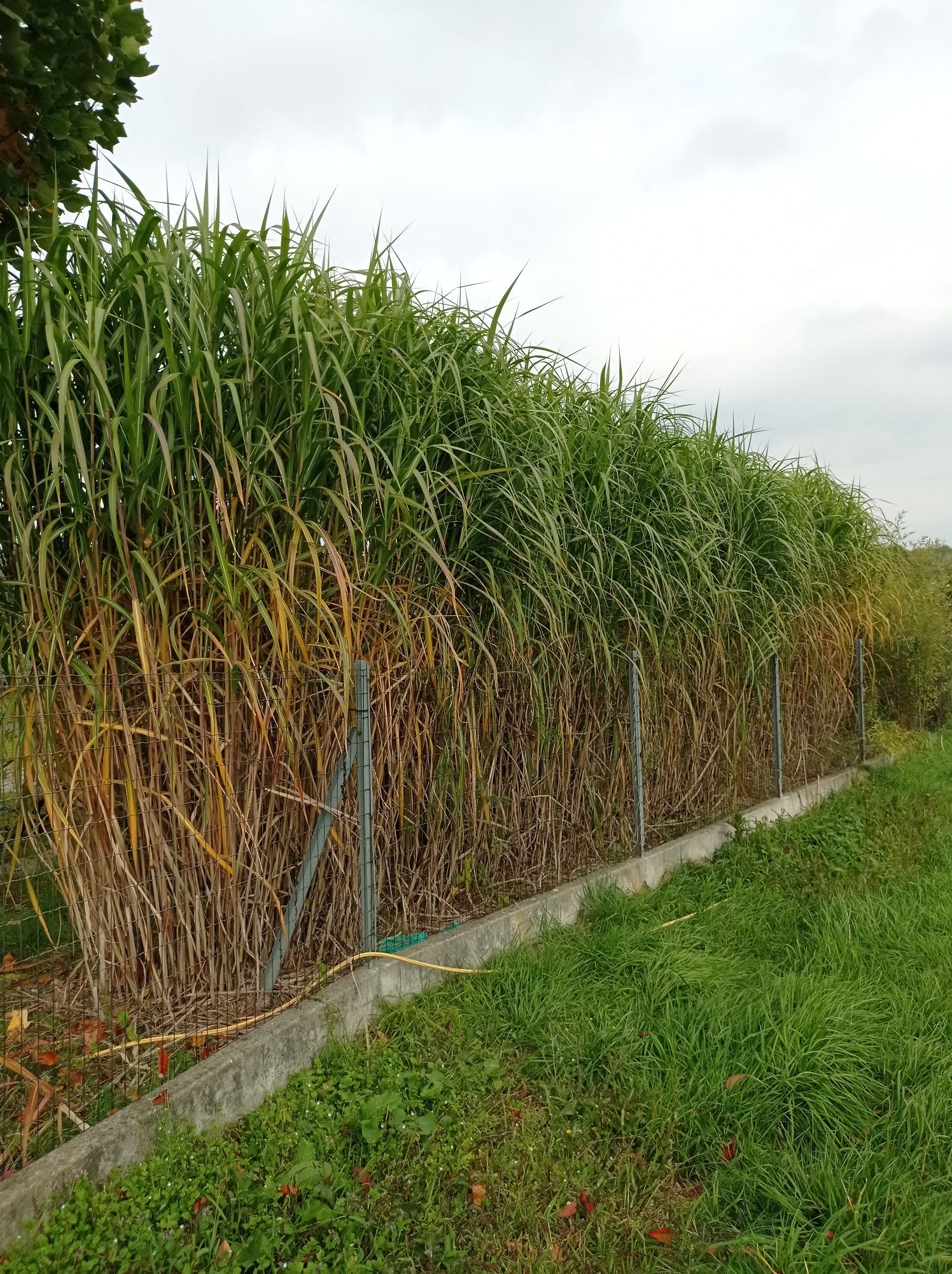 Miskant olbrzymi Miscanthus giganteus doniczka 3L