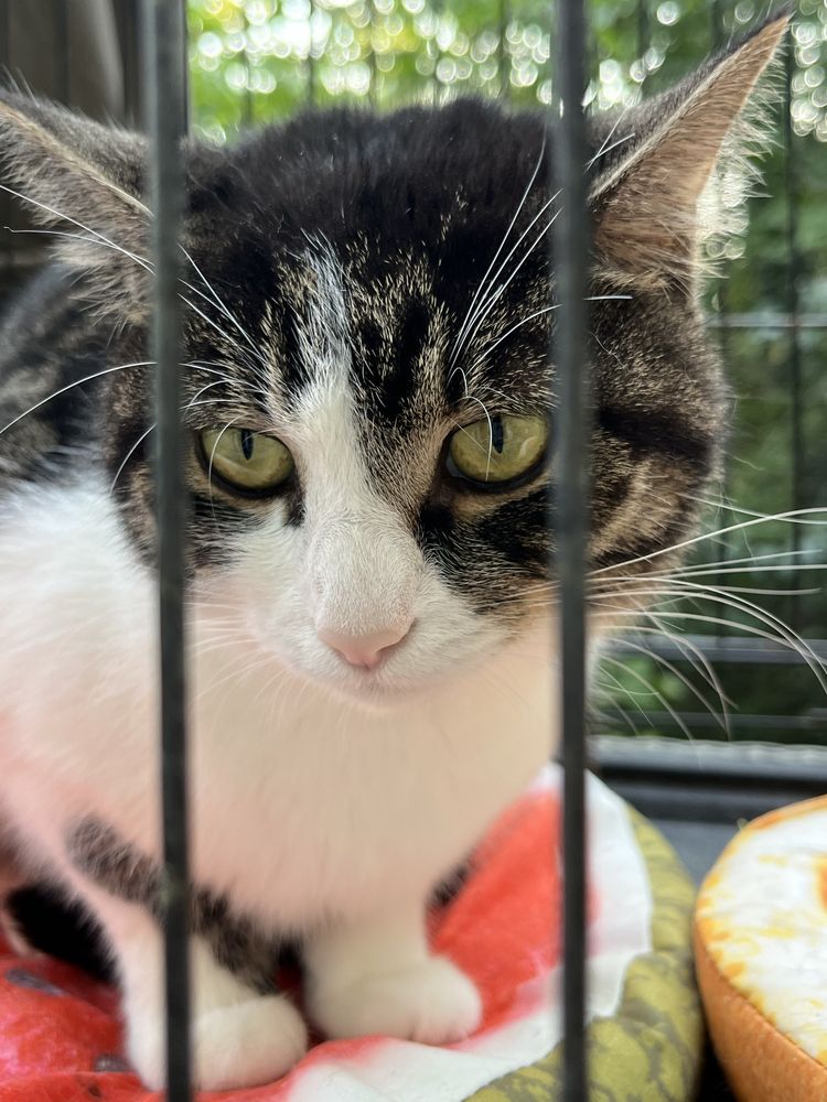 Sówka - młoda porzucona kotka do adopcji