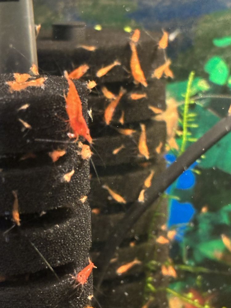 Krewetki neocaridina red cherry