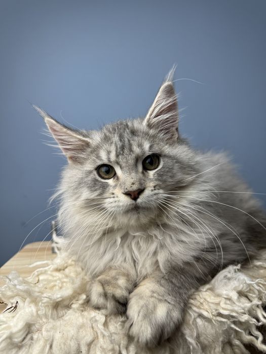 Shaded line голубой крупный тикированый на серебре мальчик мейн кун