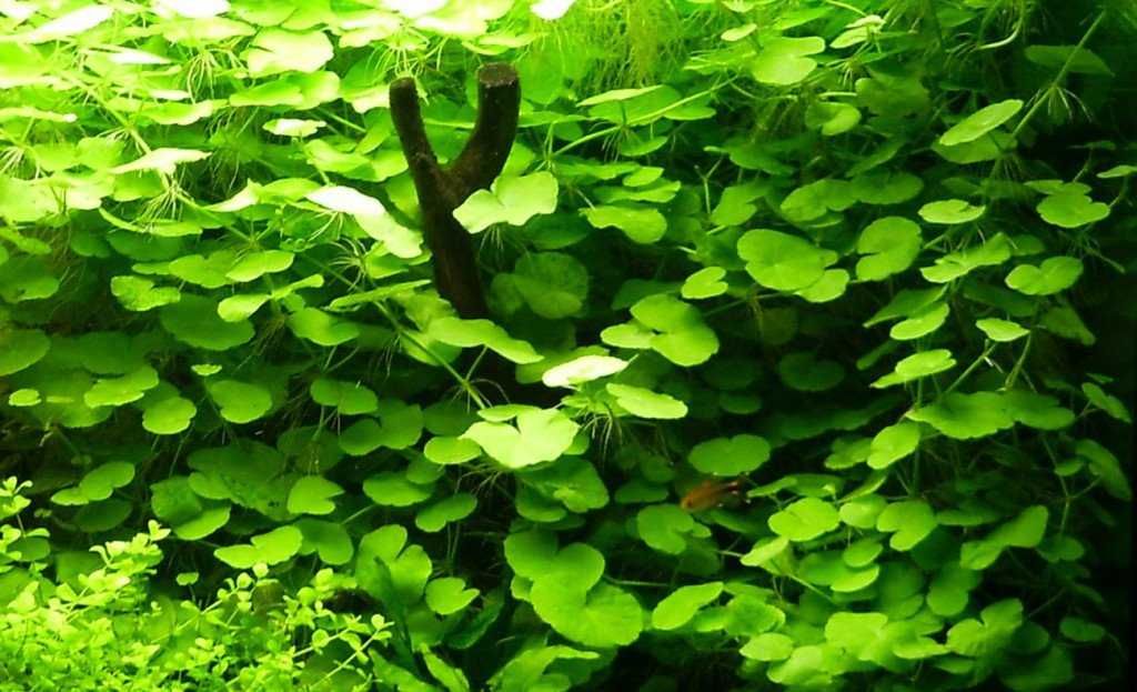 Hydrocotyle leucocephala (wąkrotka)