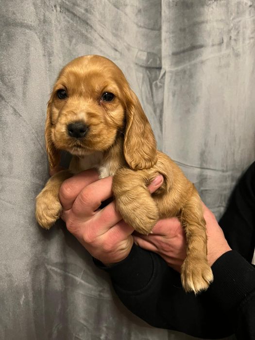 Cocker spaniel angielski sunia z rodowodem