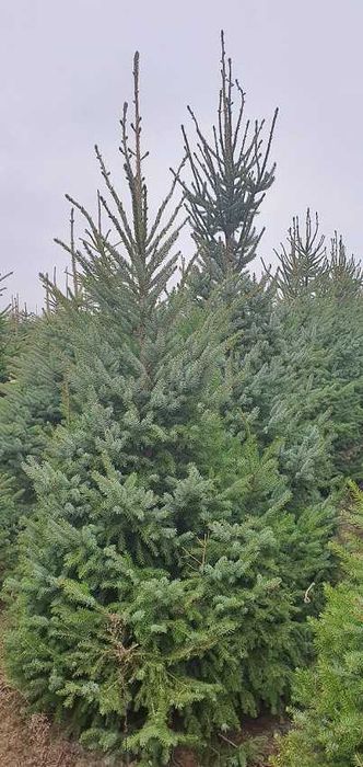 Choinki, świerki serbskie z własnej plantacji, duży wybór