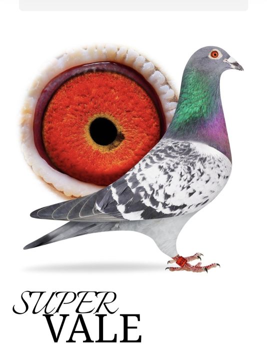 Gołąb M.Ankus x A.Zambrzycki Super Pochodzenie. "Top"