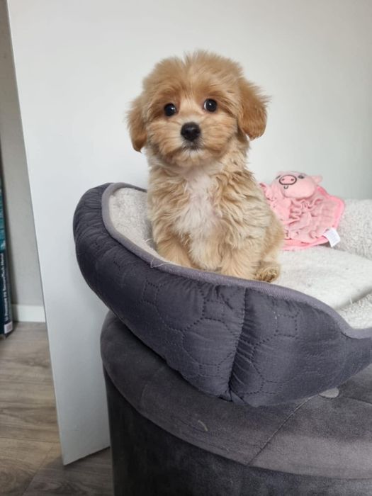 Mini piesek maltipoo f1